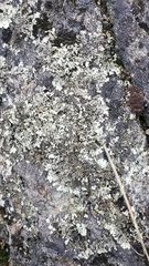 Xanthoparmelia cumberlandia