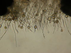 Pythium