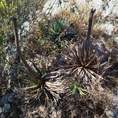 Agave filifera