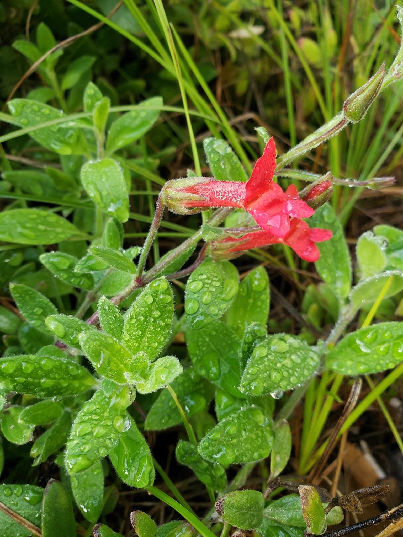 Gambelia speciosa