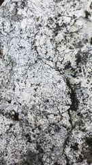 Lecanora rupicola