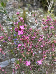 Boronia crenulata