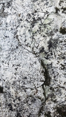 Lecanora rupicola
