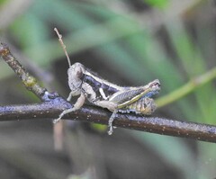 Paraidemona