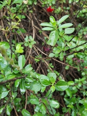 Salvia greggii