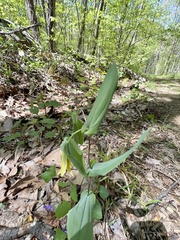 Uvularia perfoliata