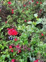 Salvia greggii