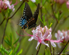 Rhododendron periclymenoides