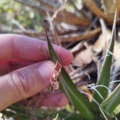 Agave filifera