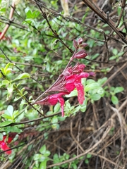 Salvia greggii