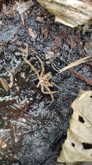 Cupiennius salei