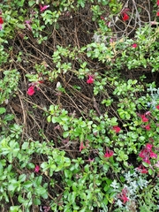 Salvia greggii