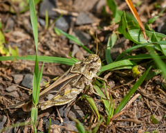 Pardalophora apiculata