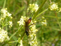 Agrothereutina