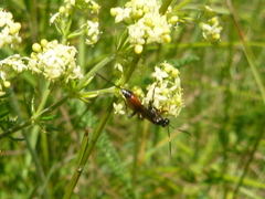 Agrothereutina