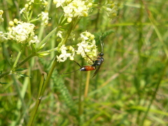 Agrothereutina