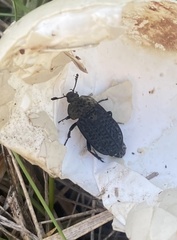 Thanatophilus lapponicus