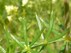 Galium × pomeranicum