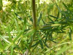 Galium × pomeranicum