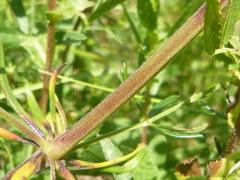 Galium × pomeranicum