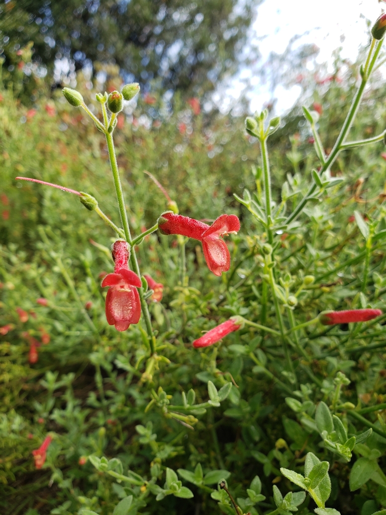 Gambelia juncea