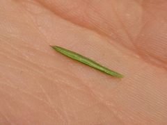 Galium × pomeranicum