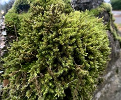 Racomitrium aciculare