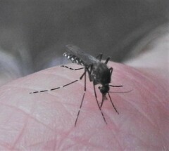 Aedes taeniorhynchus