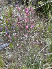 Boronia crenulata
