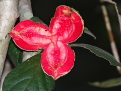 Casearia yucatanensis