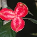 Casearia yucatanensis - Photo (c) Ismael Arellano Ciau, μερικά δικαιώματα διατηρούνται (CC BY-NC), uploaded by Ismael Arellano Ciau
