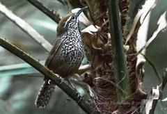 Pheugopedius maculipectus