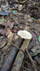 Lentinus flexipes