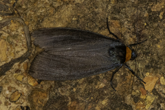 Macrobrochis