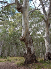 Eucalyptus viminalis viminalis
