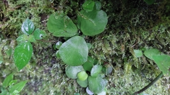 Corybas iridescens
