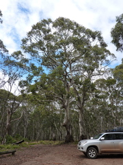 Eucalyptus viminalis viminalis
