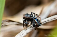 Maratus nigromaculatus