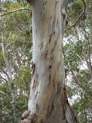Eucalyptus viminalis viminalis