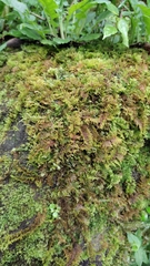 Thuidiopsis sparsa