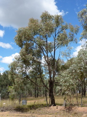 Eucalyptus crebra