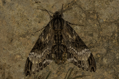 Psilogramma discistriga