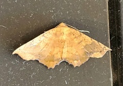 Polyacme dissimilis