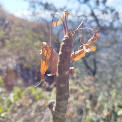Pittocaulon praecox