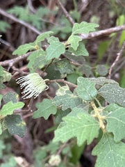 Chorilaena quercifolia
