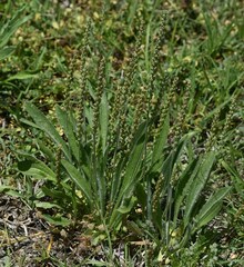 Plantago cunninghamii