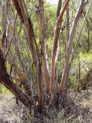 Eucalyptus viridis