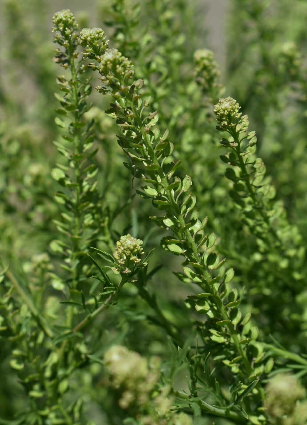 Lepidium bonariense