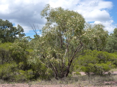 Eucalyptus viridis