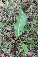 Rumex japonicus